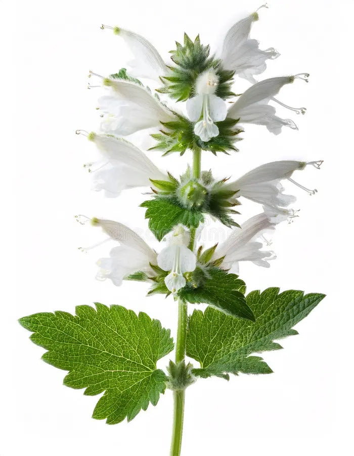 Horehound - white