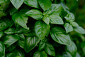 Basil - lemon
