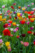 Tulips