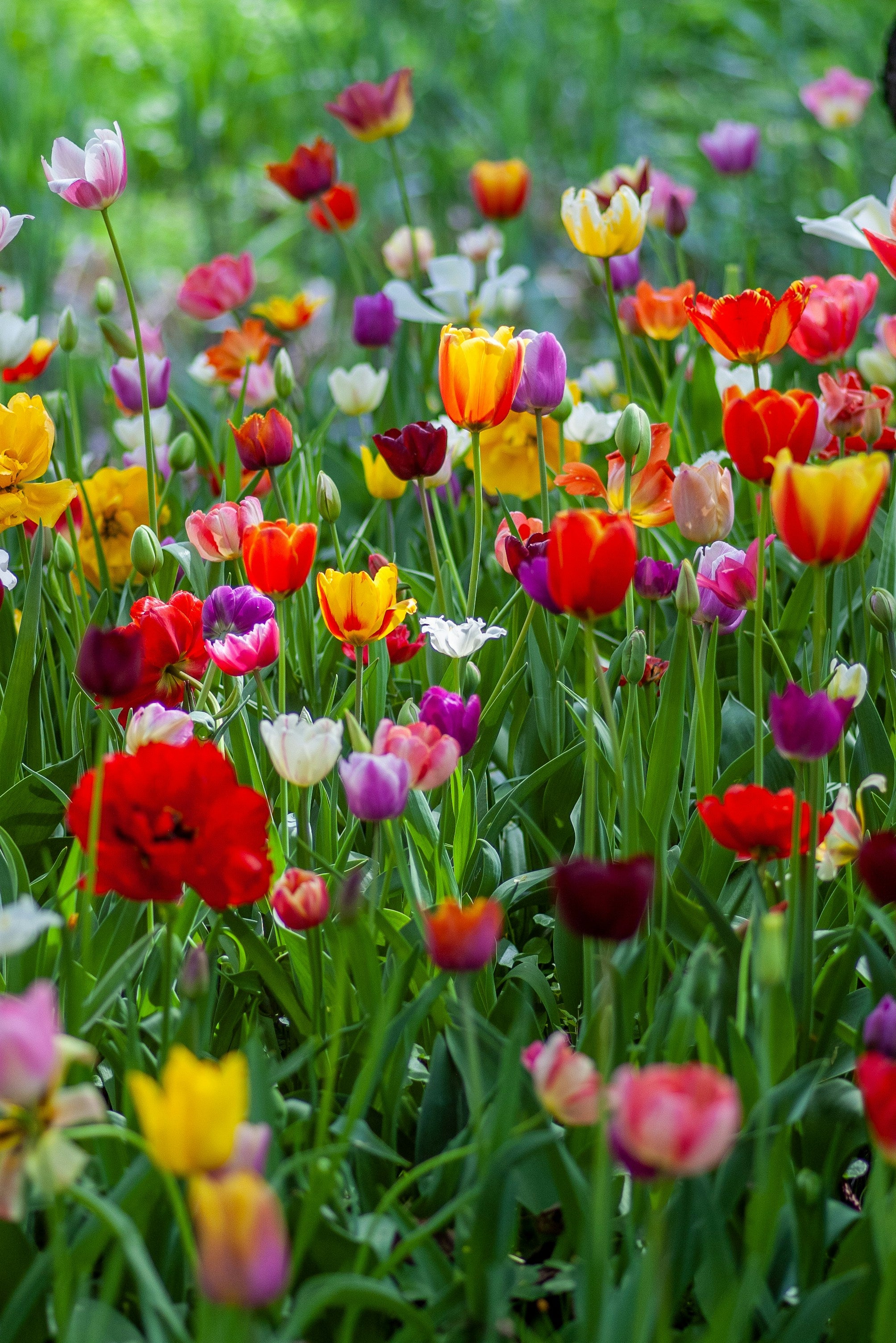 Tulips