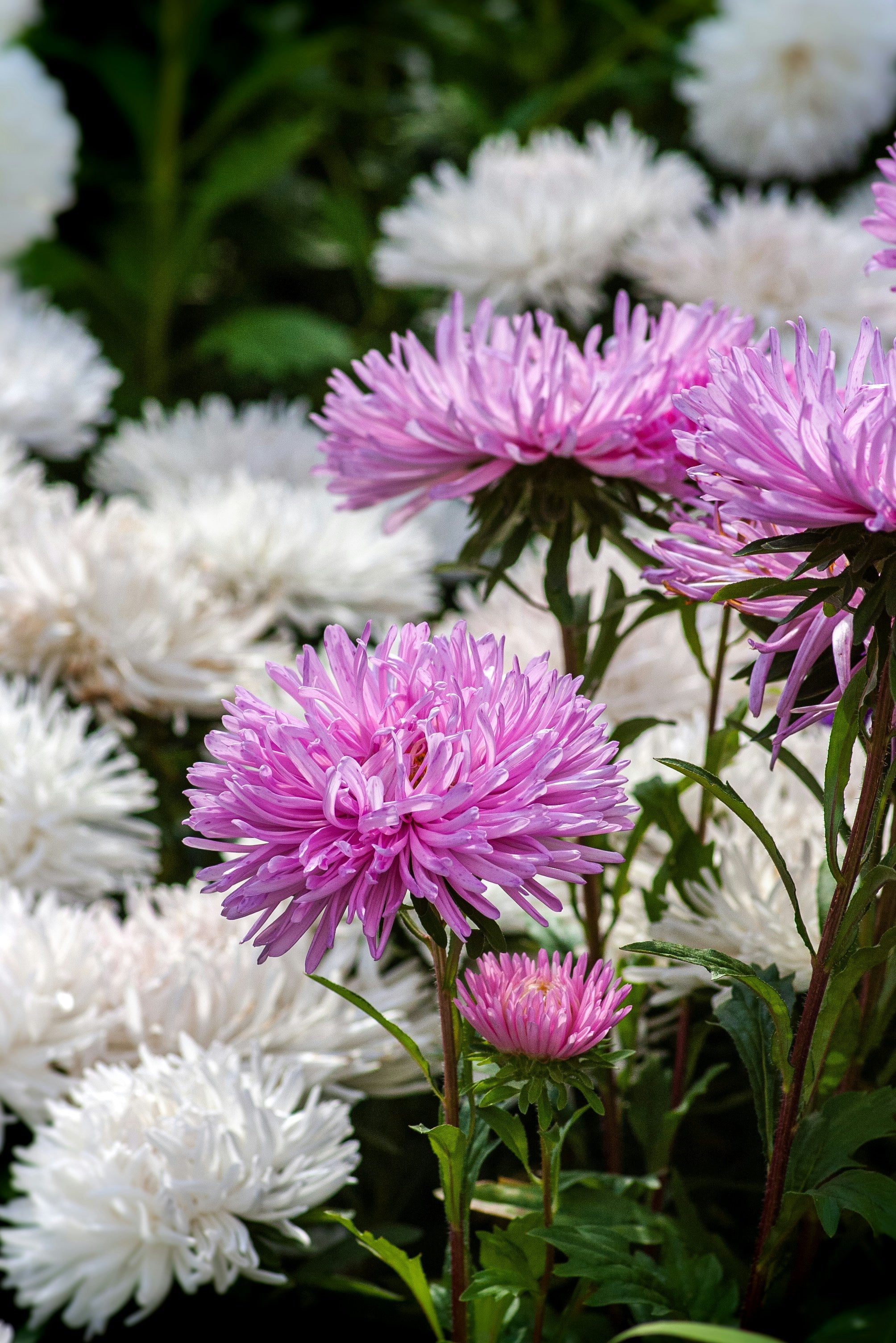 Aster-powderpuff mix