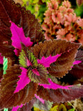 Coleus- rainbow
