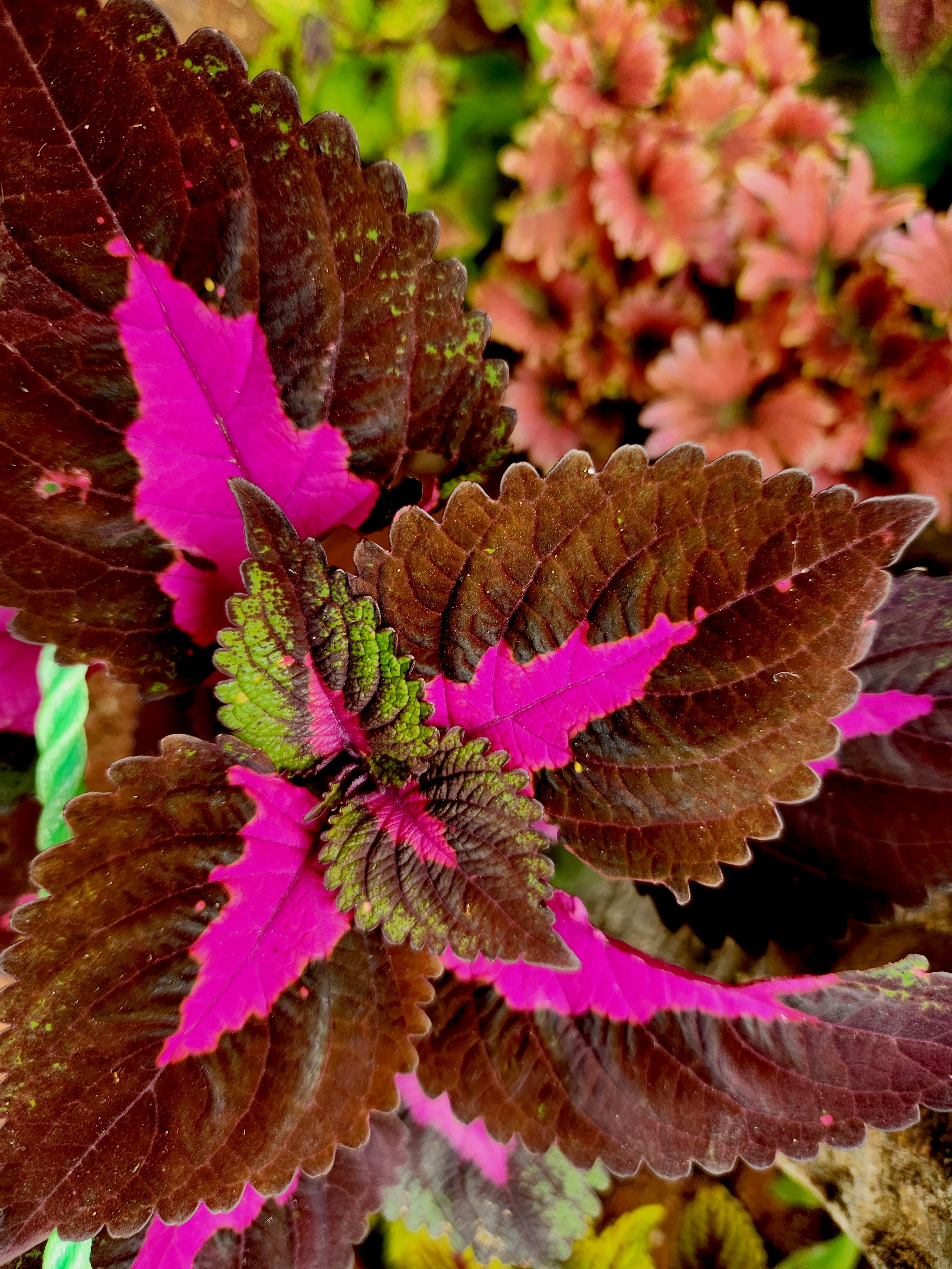 Coleus- rainbow